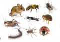 Affordable Pest Solutions