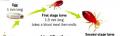 Bed bugs extermination service