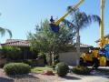 Tree Workers of Phoenix