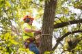 Tree Service Hilton Head