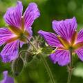 Alban Hill Nurseries