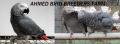 Ahmed Bird Breeders Farm