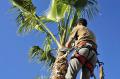 Palm Harbor Tree Pros
