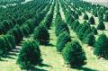 CHRISTMAS TREE FARMS IN USA