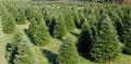 CHRISTMAS TREE FARMS IN USA