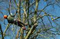 Portsmouth Tree Surgeons