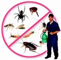 Detest Pests Pest Control