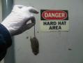 A3 Superior Pest Control