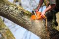Glasgow Tree Services