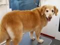 Thousand Oaks Mobile Dog Grooming