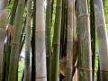 EcoPlanet Bamboo