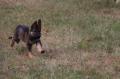 Hayes Haus German Shepherds