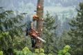 Aerial Tree Service