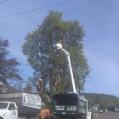 Bonnell Tree Technicians