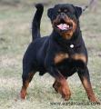 Von Herrschaft Rottweilers, LLC