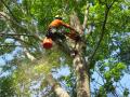 La S Quality Tree Service