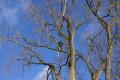 Arelica Tree Service Of West Bloomfield