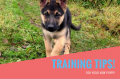  DOG TRAINING - DOG BOARDING - DOG GROOMING