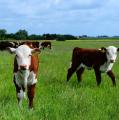 Fabb Herd Polled Herefords