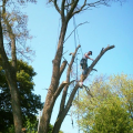 A-1 Tree Service