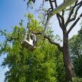 Tree Service Cary