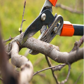 Tree Service Cary