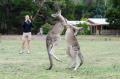 Wildlife Tours Australia