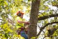 Cincinnati Tree Pros