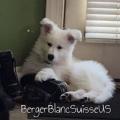 Berger Blanc Suisse White Swiss Shepherd @ vom Guardian Haus