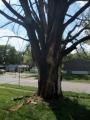 Tree Service Jeffersonville