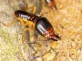 A & A Termite & Pest Control