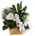 Funeral Flowers Delivery