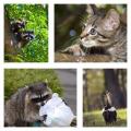 AAA Animal Wild Removal Inc-Fort Myers