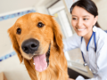 Redgum Vet & Pet Boarding