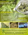 Real Medical Marijuana and Seeds Shop | Buy Marijuana Online in North Carolina