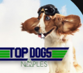 Naples Top Dogs: South Florida's Premier K9 Trainers