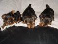 Tea-Cup Yorkie puppies For Approved Homes.