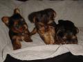 Tea-Cup Yorkie puppies For Approved Homes.