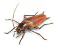 Solutions Pest Control Ltd