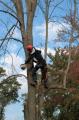 Alans Tree Service Indianapolis