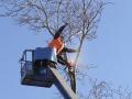 Alans Tree Service Indianapolis