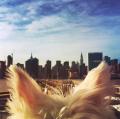 Urban Waggers