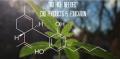 No High Needed - CBD Products & Cannabidiol Supplement Education