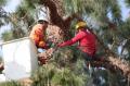 Tree Removal Rockford IL