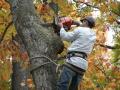 Tree Removal Rockford IL