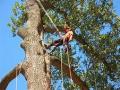 Crabtree's Tree Service