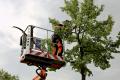 Tree Services Pasadena