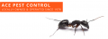 Ace Pest Control