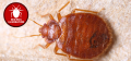 Mid-South Pest & Termite