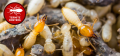Mid-South Pest & Termite